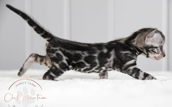 Bengal Kitten For Sale